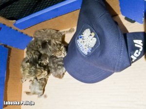 małe kotki i policyjna czapka