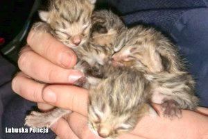 małe koty trzymane na rękach