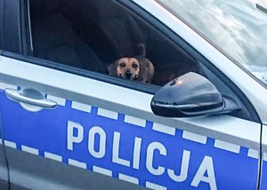 Pies siedzący w policyjnym radiowozie.