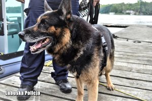 policyjny pies na moście