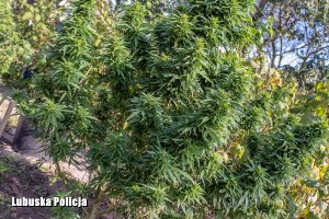 krzewy marihuany rosną w ogrodzie