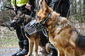 Policjanci z owczarkami niemieckimi na poszukiwaniach zaginionych