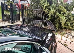 Przód pojazdu osobowego, a w tle połamane drzewo i uszkodzony inny pojazd.