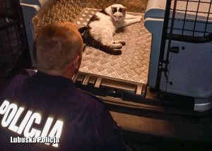 Kot leżący w tylnej części radiowozu policyjnego, a przed nim policjant.