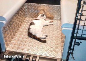 Kot leżący w tylnej części radiowozu policyjnego.