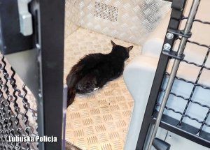 Czarny kot wewnątrz policyjnego radiowozu.