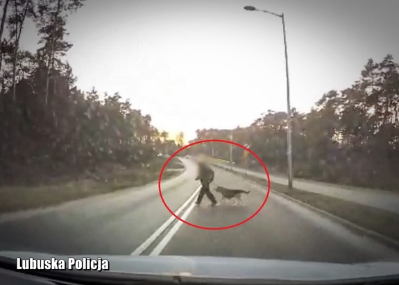 Nagranie z kamery samochodowej - kobieta z psem przebiega przez jezdnię.