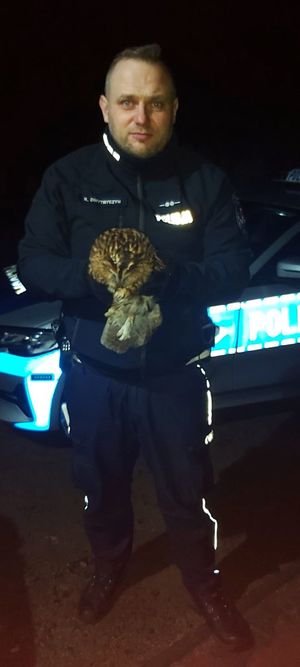 Policjant trzymający sowę