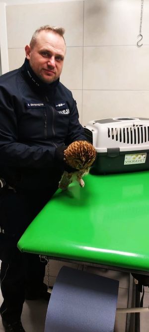 Policjant trzymający sowę w lecznicy