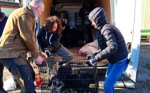 Wolontariusze przenoszą transportery z psami