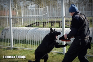 Pokaz tresury psa policyjnego