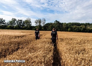 Policjanci podczas sprawdzania terenów polnych.