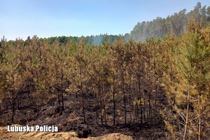 Las po pożarze