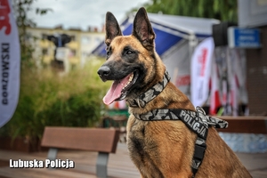 Policyjny pies podczas zabezpieczenia wizyty Prezydenta Polski