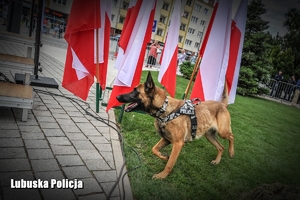 policyjny pies przy flagach Polski