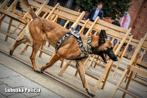 policyjny pies idzie wzdłuż krzeseł