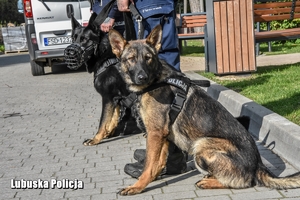 dwa psy siedzą przy policjantach