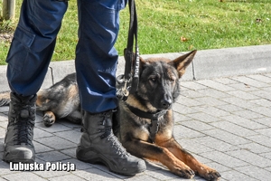 pies przy nodze policjanta