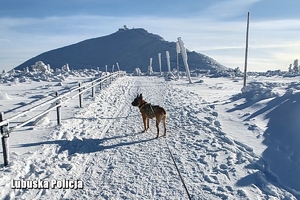 policyjny pies w drodze na szczyt góry