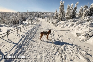 policyjny pies w zimowej scenerii