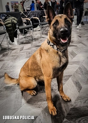 Policyjny pies na sali konferencyjnej.