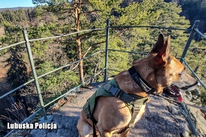 Pies policyjny na punkcie widokowym w górach