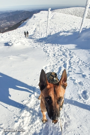 Pies policyjny na zimowym szlaku