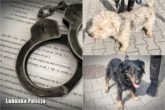Kolaż zdjęć - kajdanki leżące na przepisach ustawy o ochronie zwierząt oraz dwa psy na smyczy stojące na chodniku.