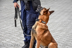 pies patrzy na policjantkę
