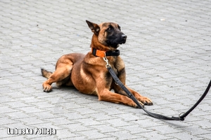 policyjny pies leży na placu