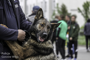 Policjanci w trakcie zabezpieczenia derbów żużlowych