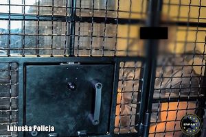 Zatrzymany mężczyzna w radiowozie policyjnym.