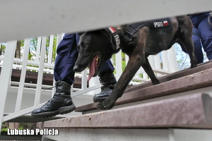 policyjny patrol z psem służbowym